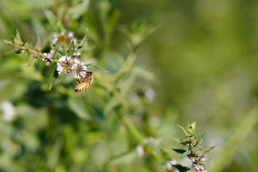 德之馨 Scent & Care 第一季度销售额增长 8.3%